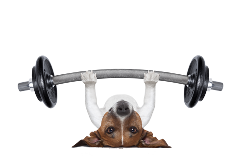 dog-lifting-weights-r