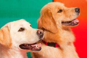 Canine therapy tips for paw protection