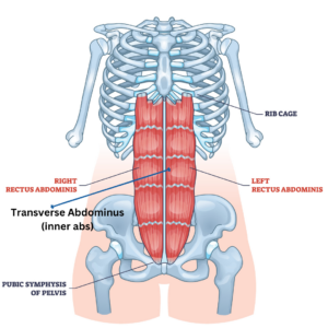 Transverse abdominus or inner abs