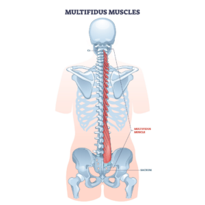 Multifidus muscles