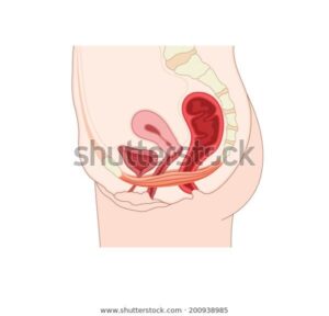 pelvic floor muscles aquacare pelvic-floor-muscles-aquacare