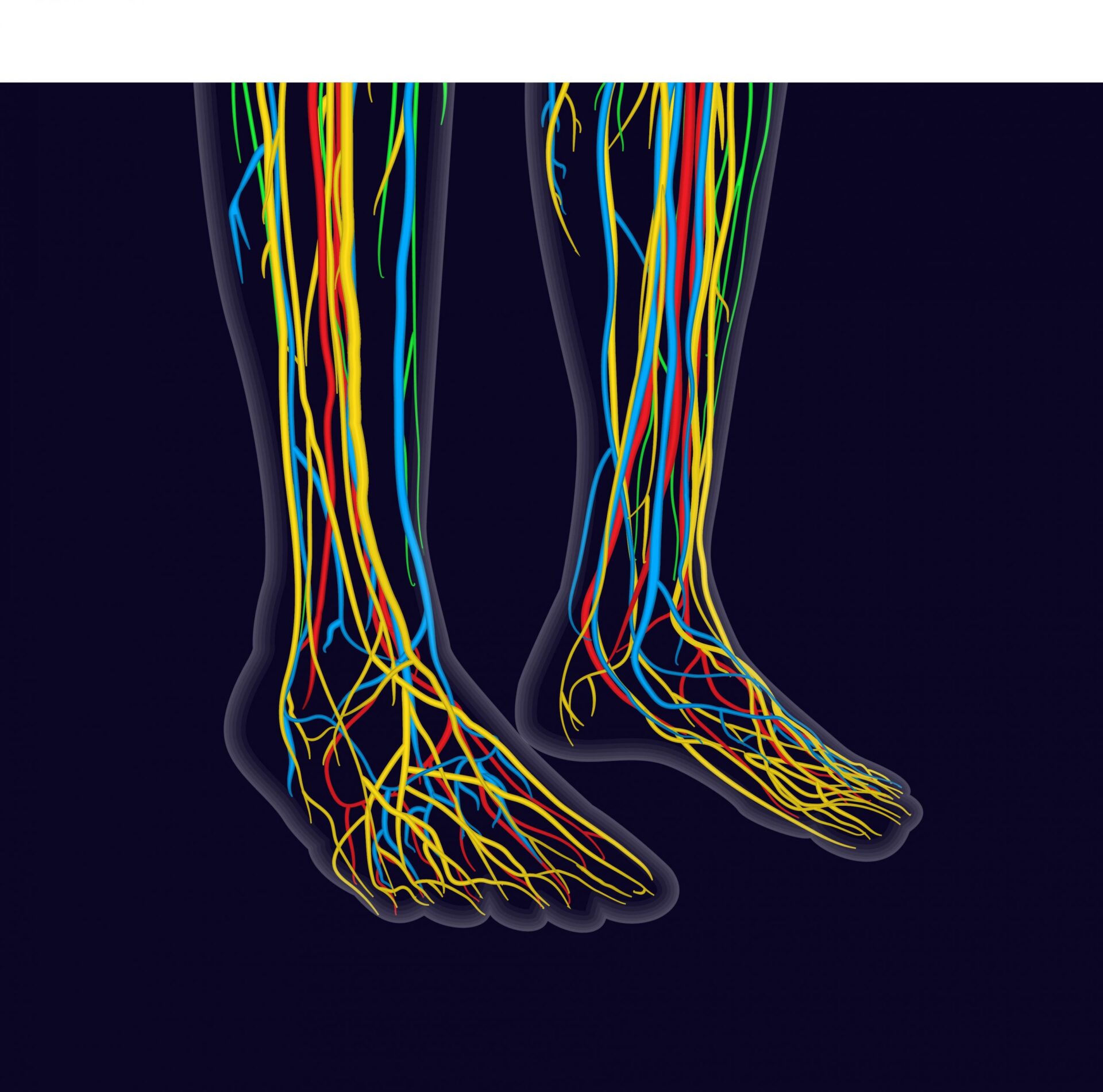 the foot and ankle are highlighted in this medical illustration